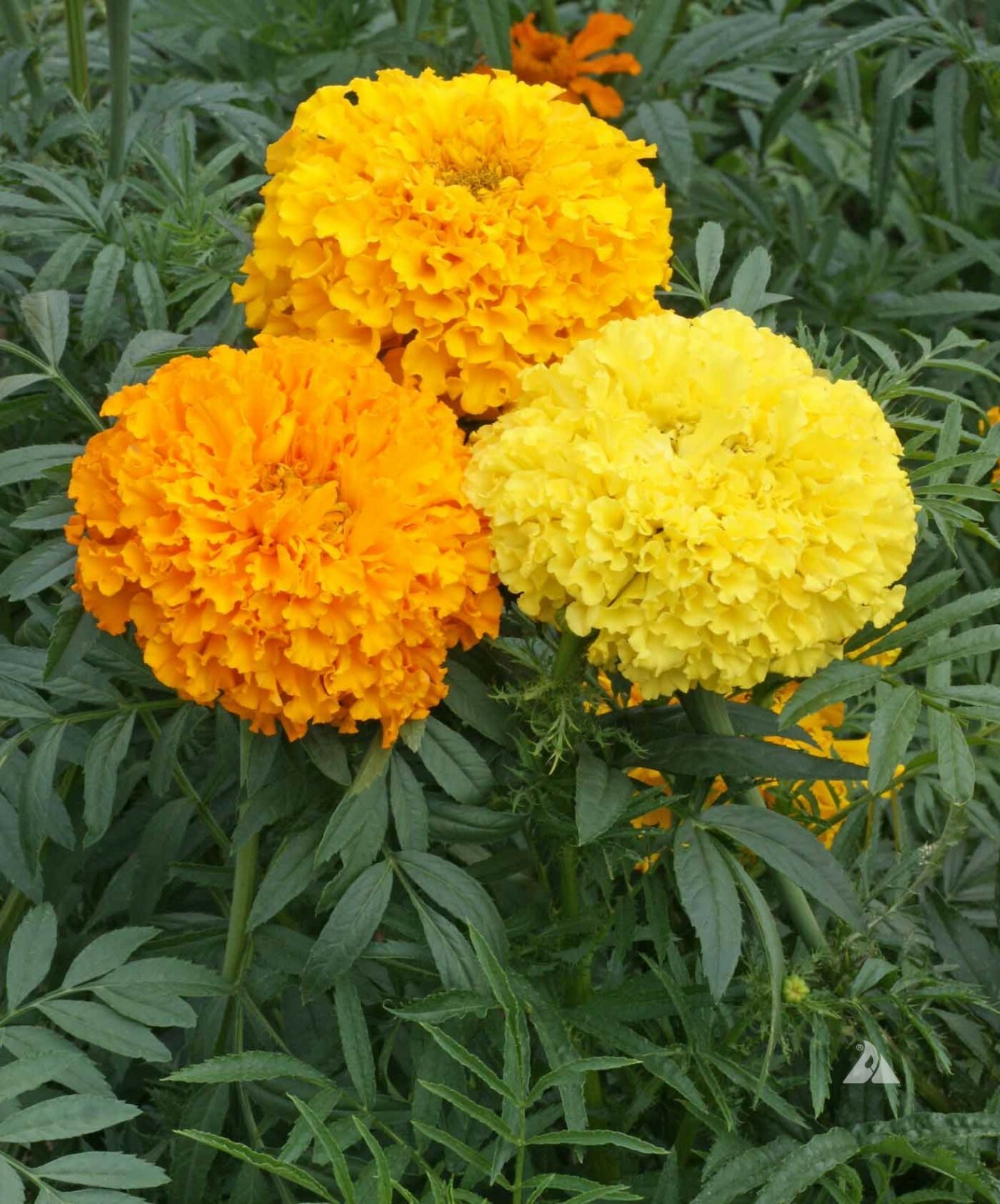 Marigold, African CRACKERJACK MIX Dia de los Muertos HEIRLOOM Non-GMO 250 Seeds!