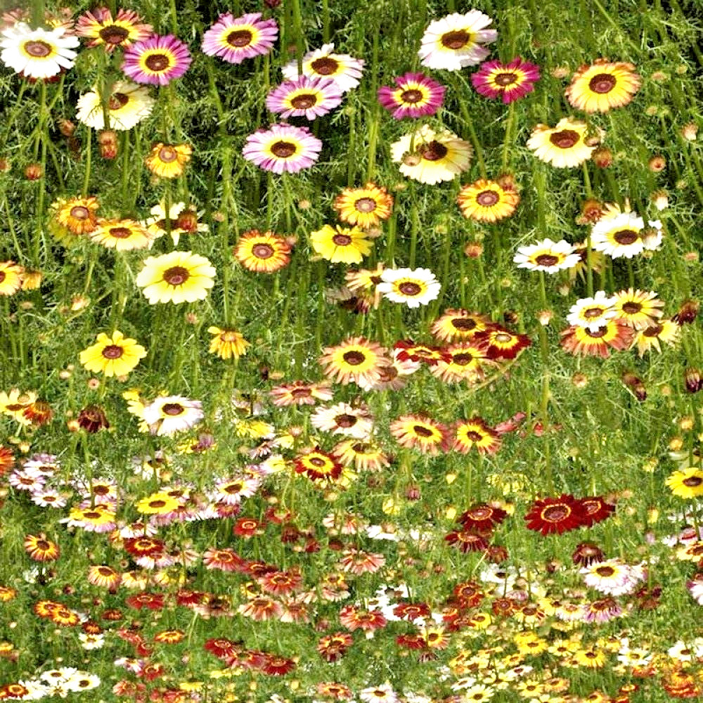 300 PAINTED DAISY SEEDS | SALE FREE SHIPPING NON GMO HEIRLOOM