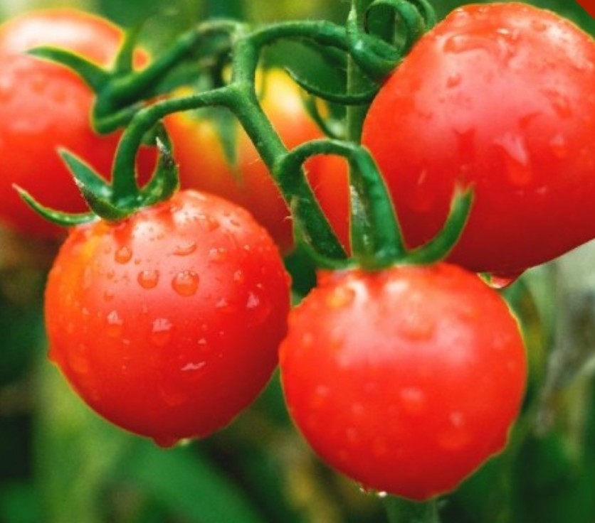 75+ Large Cherry Tomato Seeds **Fresh Seeds** ~~Free Shipping~~