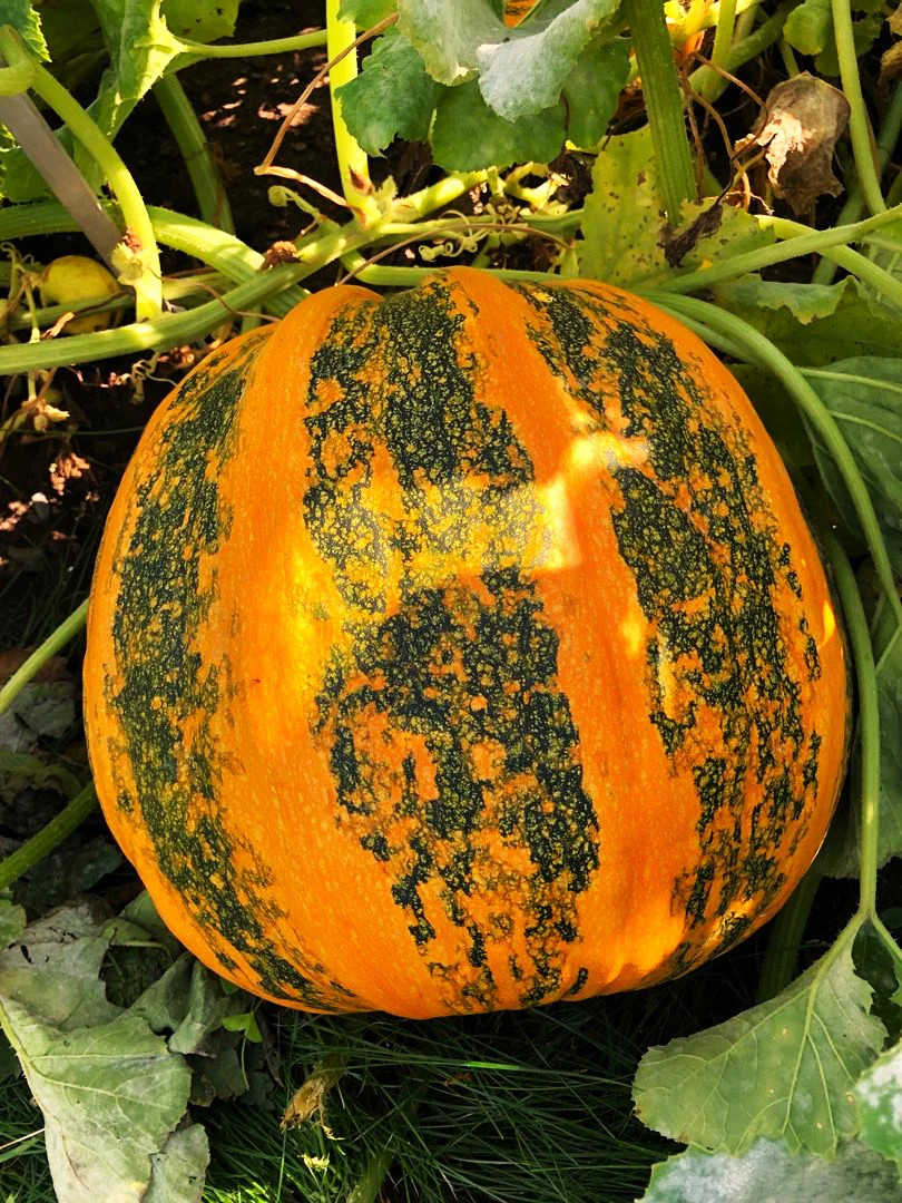 Kakai Hulless Pumpkin Seeds | Naked Seed DeShelled Styrian Pumpkins Seed 2025