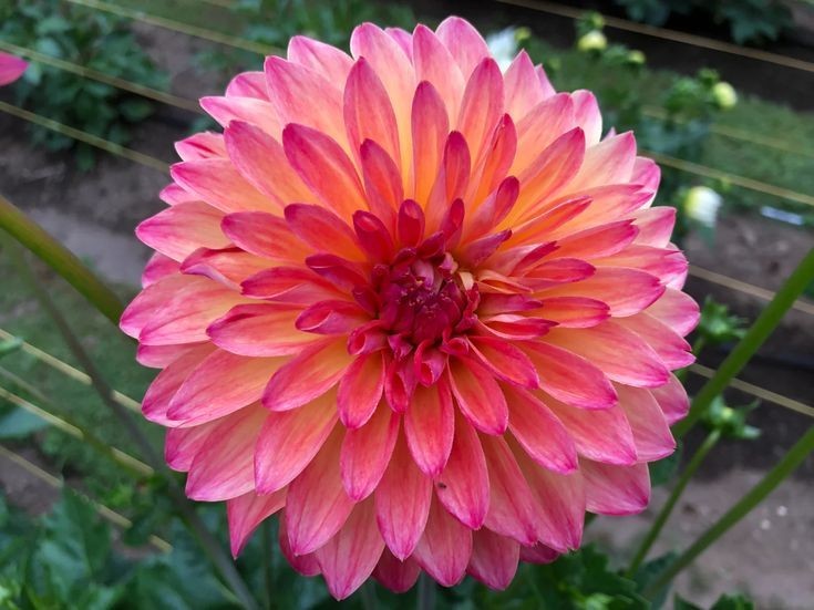 25 Dahlia Seeds Perennial Heirloom Pollinator Flower Seed Flowers “Franz Kafka”