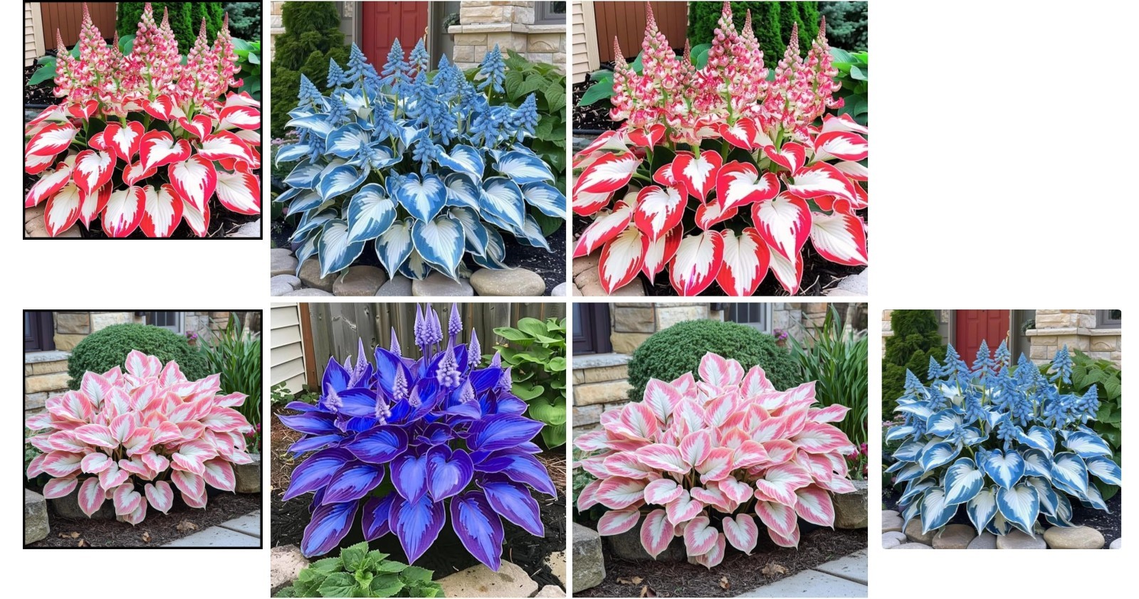 Vibrant Hosta Seeds – 200+ Count, Low Maintenance for Spectacular Gardens