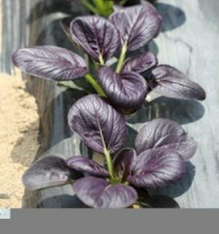 300 Gourmet Purple Hybrid Pak Choi Seeds – Bok Choi Brassica rapa Chinensis
