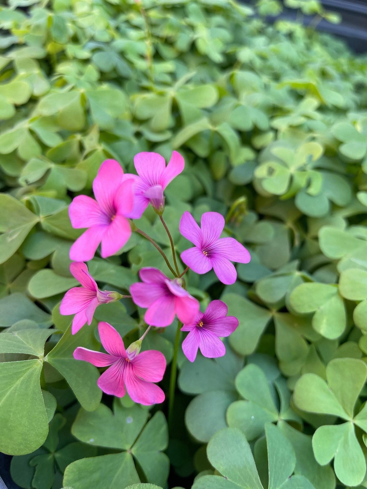 Oxalis “Articulata ssp Rubra” Shamrock/Wood Sorrel Bulb or Plant (You Choose)