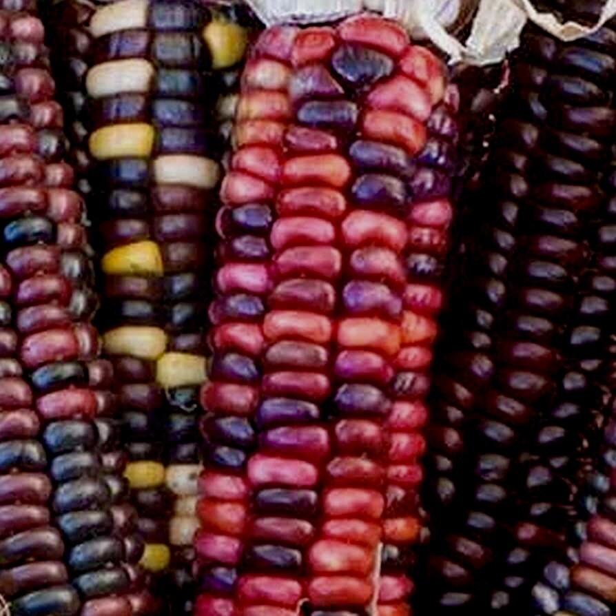 25 Painted Mountain Corn Seeds . Organic . Vibrant. Rare. Non Gmo. Annual .