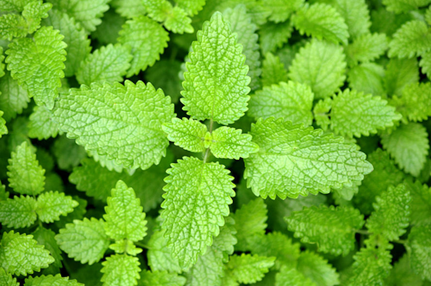 Pleasant Himalayan Mint- Elsholtzia blanda -10 RARE Garden Herb Seeds!