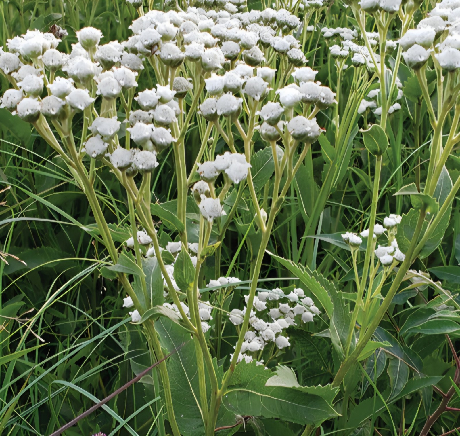 Wild Quinine SEEDS (Parthenium integrifolium), American Feverfew