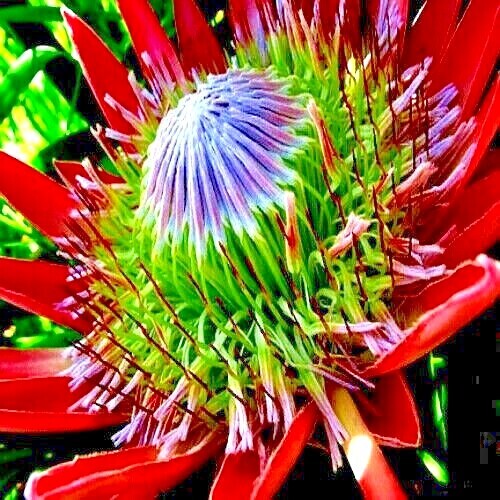 10 KING PROTEA CYNAROIDES SEEDS *GIANT 12″ FLOWERS* Rare Exotic Garden Plant