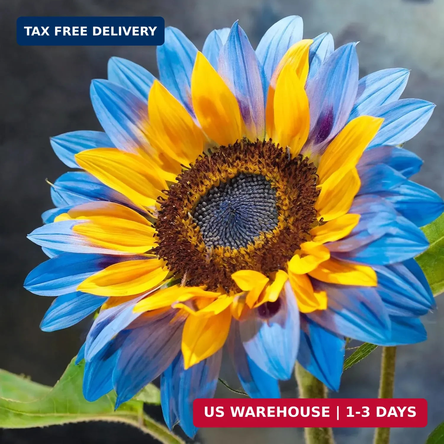 480+ Perennial Sunflower Flower Seeds for Planting Attracts Butterflies & Bees H