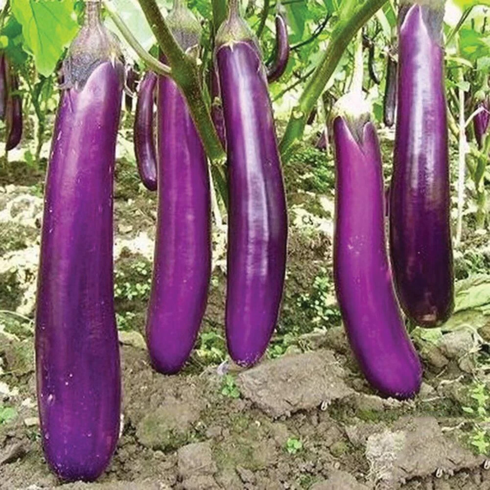 150 LONG PURPLE EGGPLANT SEEDS ~ heirloomseedguy ~ 2026 ~ NON-GMO