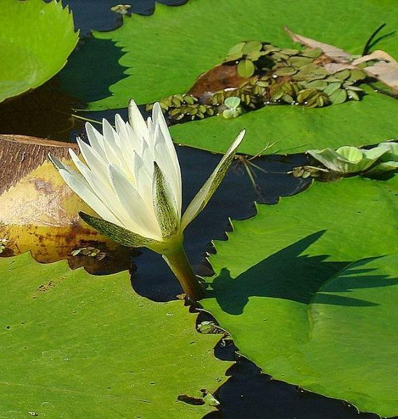Nymphaea ampla | Dotleaf Waterlily | White Lotus | White Water Lily | 10 Seeds