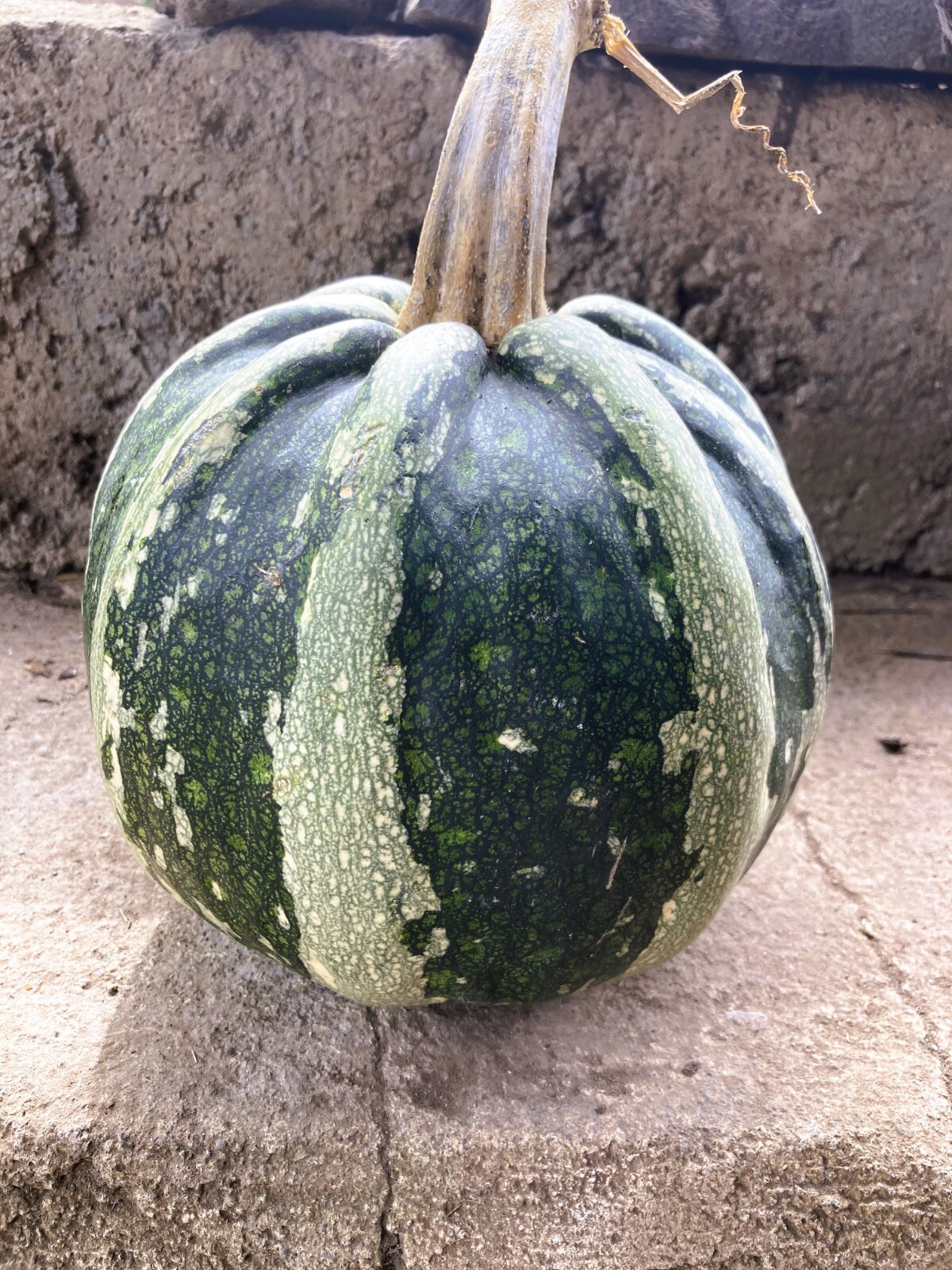 Green Striped Pumpkin (pepita) Heirloom Seeds Very Rare 10 Non GMO Seeds