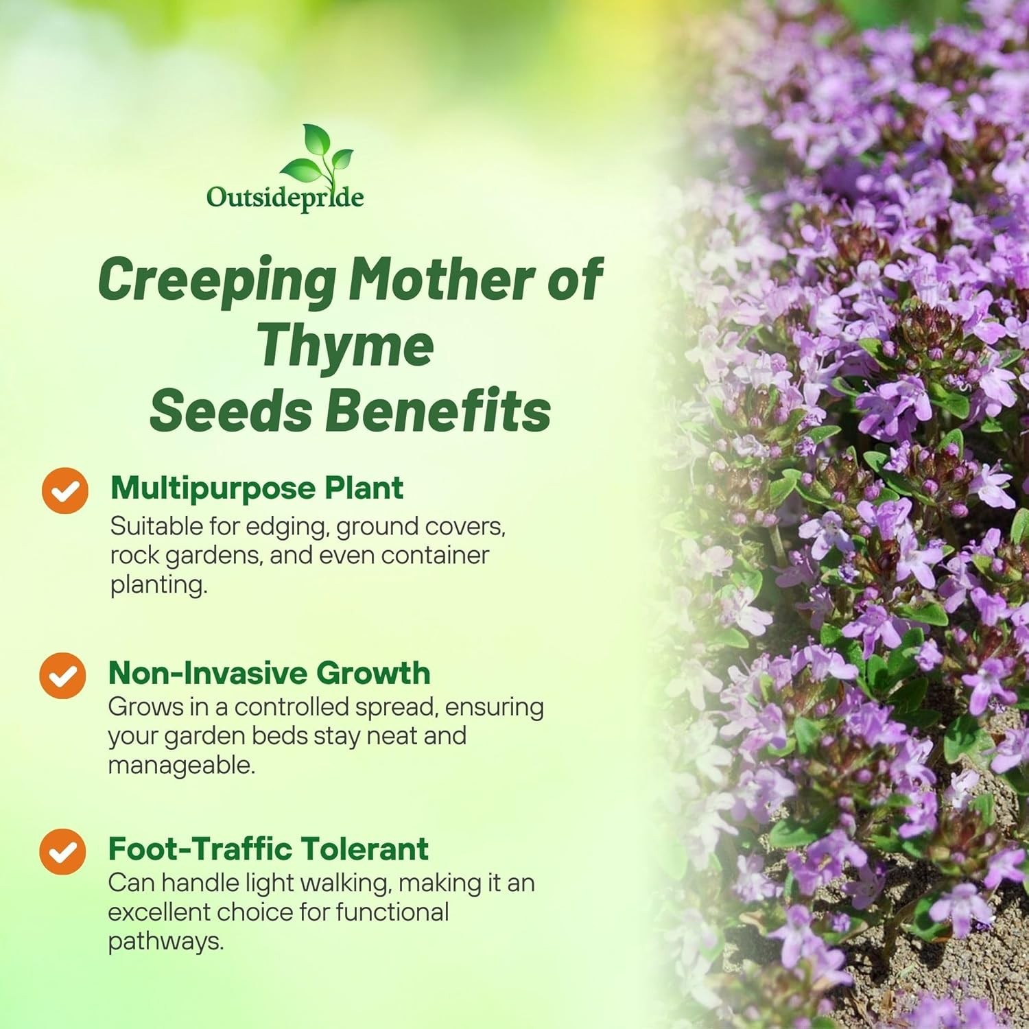 5000 Seeds Creeping Thyme Seeds For Planting | Mother of Thyme Ground Cover Seed