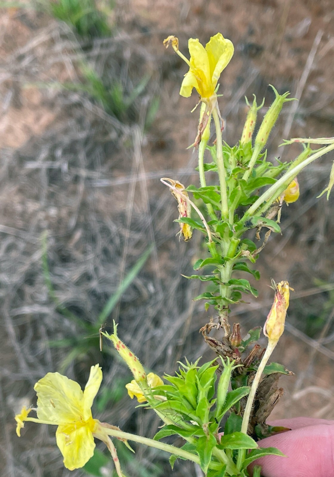 Oenothera rhombipetala | Diamond-Petal Evening Primrose | 20 Seeds