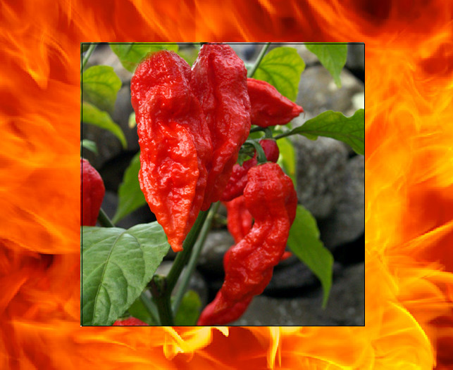 25 Red Bhut Jolokia Seeds Ghost Pepper HOT Chilli 900K-1M+ SHUS Bulk Wholesale