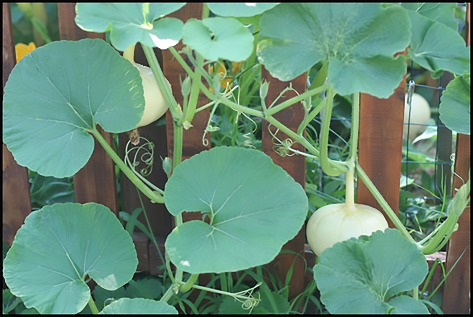 Peanut Pumpkin, D’ Eysines Squash, (Cucurbita maxima), Seeds