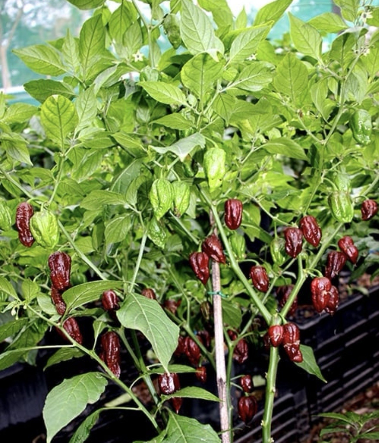 Exotic!! 5 Chocolate Ghost Pepper Plants!! Rooted and Healthy!! Ready To Ship!!