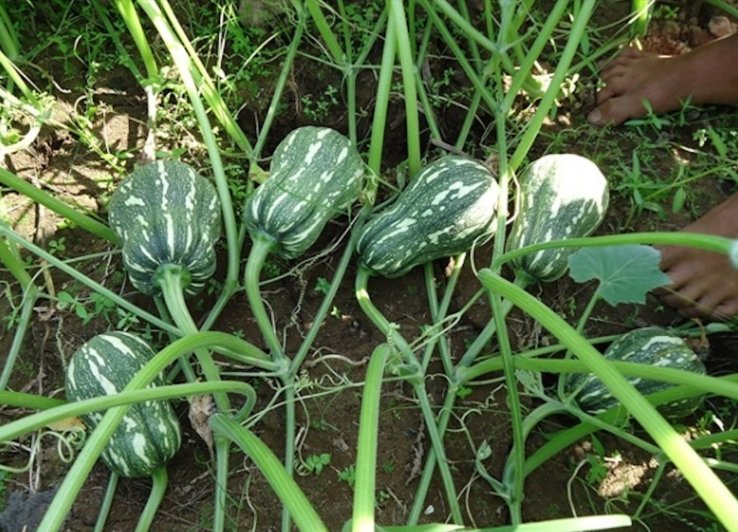 KATORA GOURD, BÍ ĐẬU KAROTA (10 PCS)