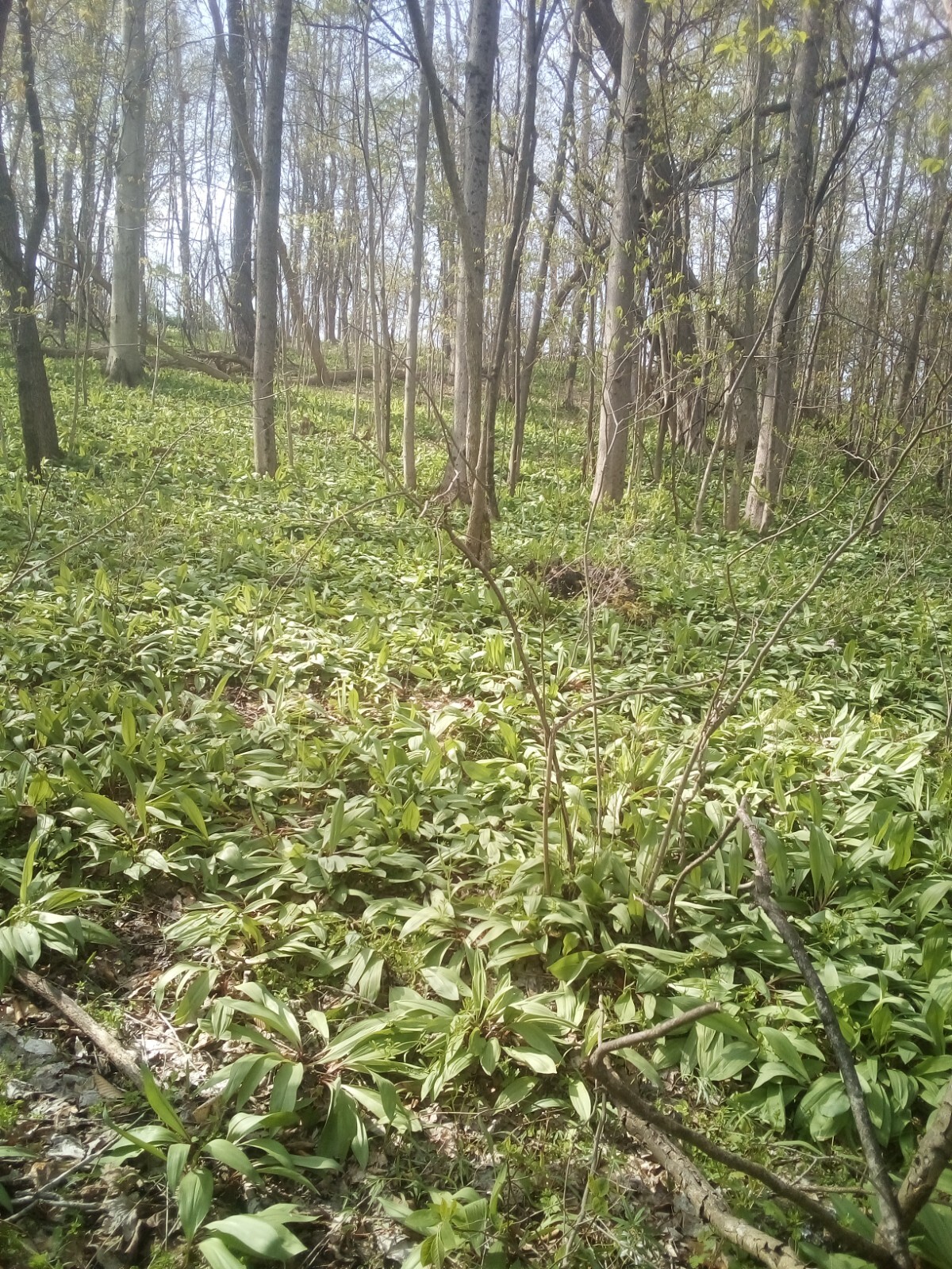 10 Bare root wild leek bulbs (ramps) for planting