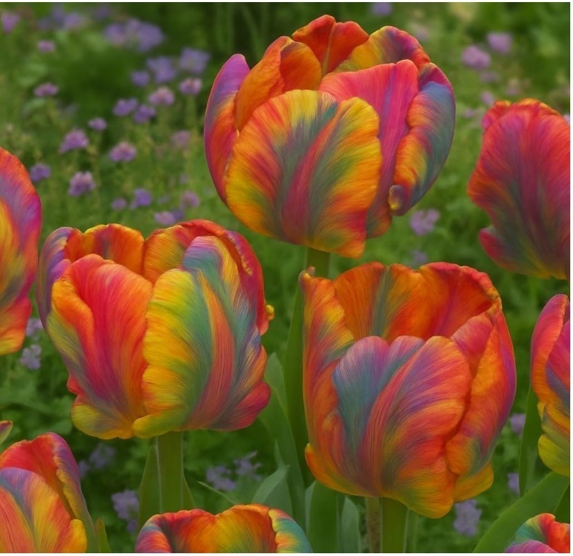 Rainbow Parrot Tulip Bulbs – Huge Multicolor Flowers – 15-20″ Tall (10 Bulbs)