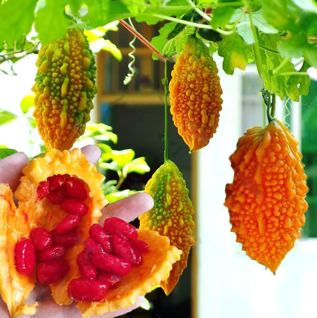 10pcs Momordica Charantia Seeds Bitter Gourd Melon Cundeamor Vine Vegetable S…