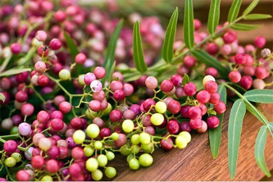 South American Pink Peppercorn Tree Seeds (30) / Rare / Easy