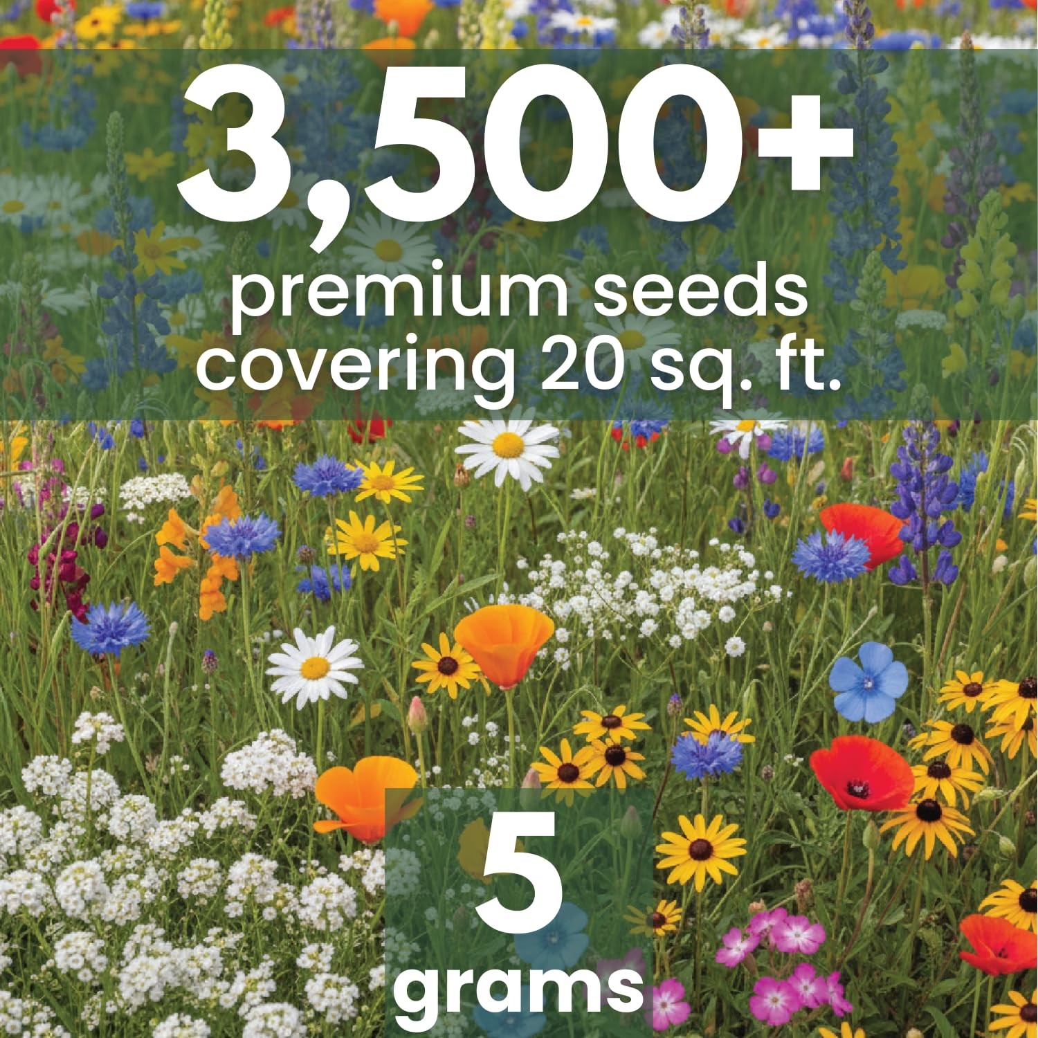 California Regional Mix – 3,500 Seeds for Planting – 2026 Season – 5 Gram Pouch