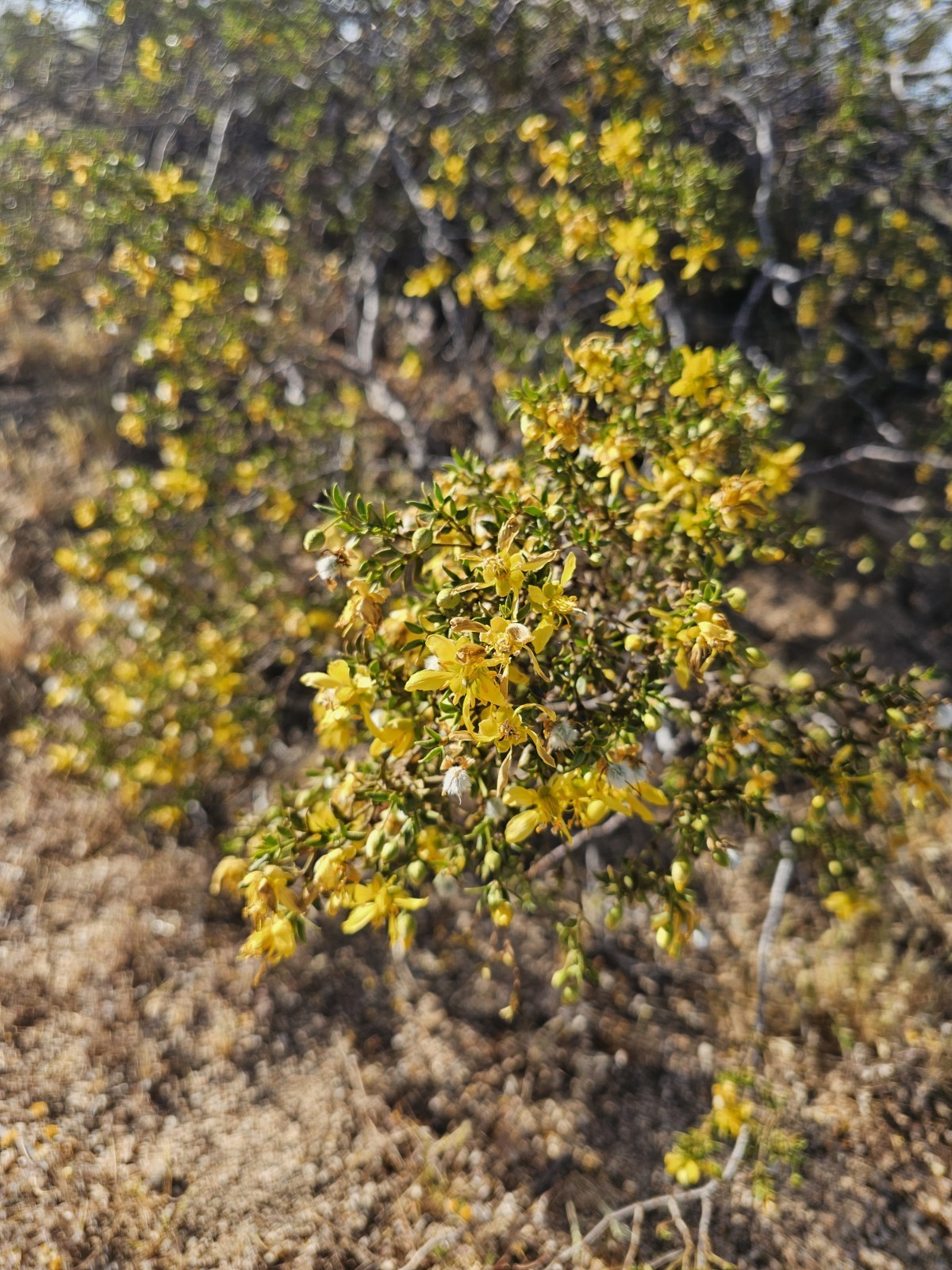 100 Creosote Bush Seeds (Larrea tridentata) [Cold Hardy 5-10F] – CA Native