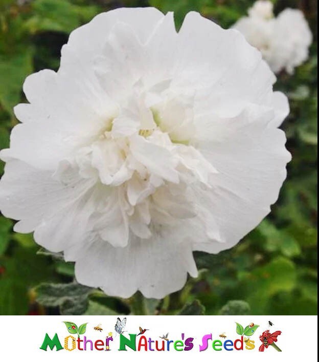 Hollyhock MAJORETTE DOUBLE WHITE Dwarf Biennial Memory Garden Non-GMO 50 Seeds!