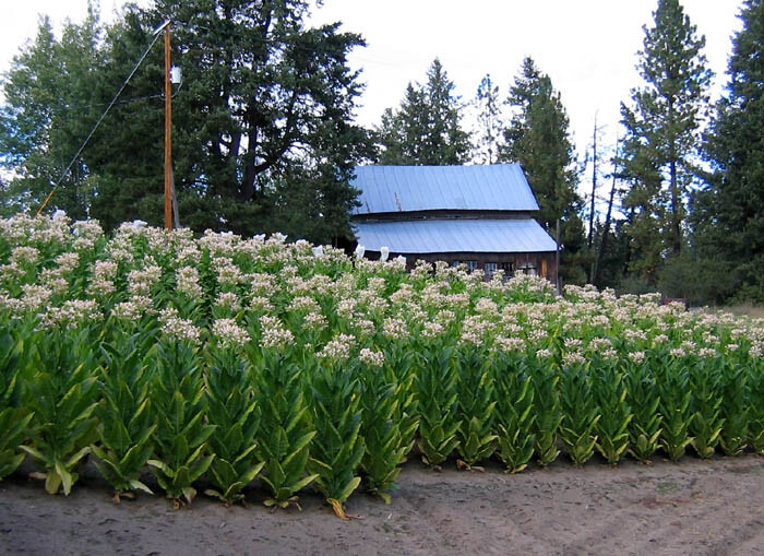 1000 Harrow Velvet Tobacco Seeds ~ Heirloom ~ Medium Flavor ~ Burley
