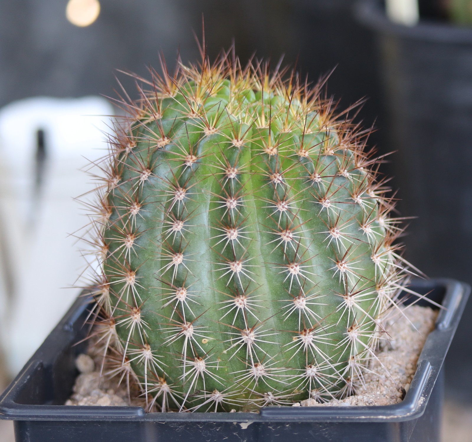 Tricho hybrid ‘Star Ruby’