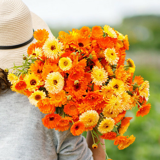 CALENDULA PACIFIC BEAUTY Mix Pot Marigold Heirloom Flowers Edible 100 Seeds