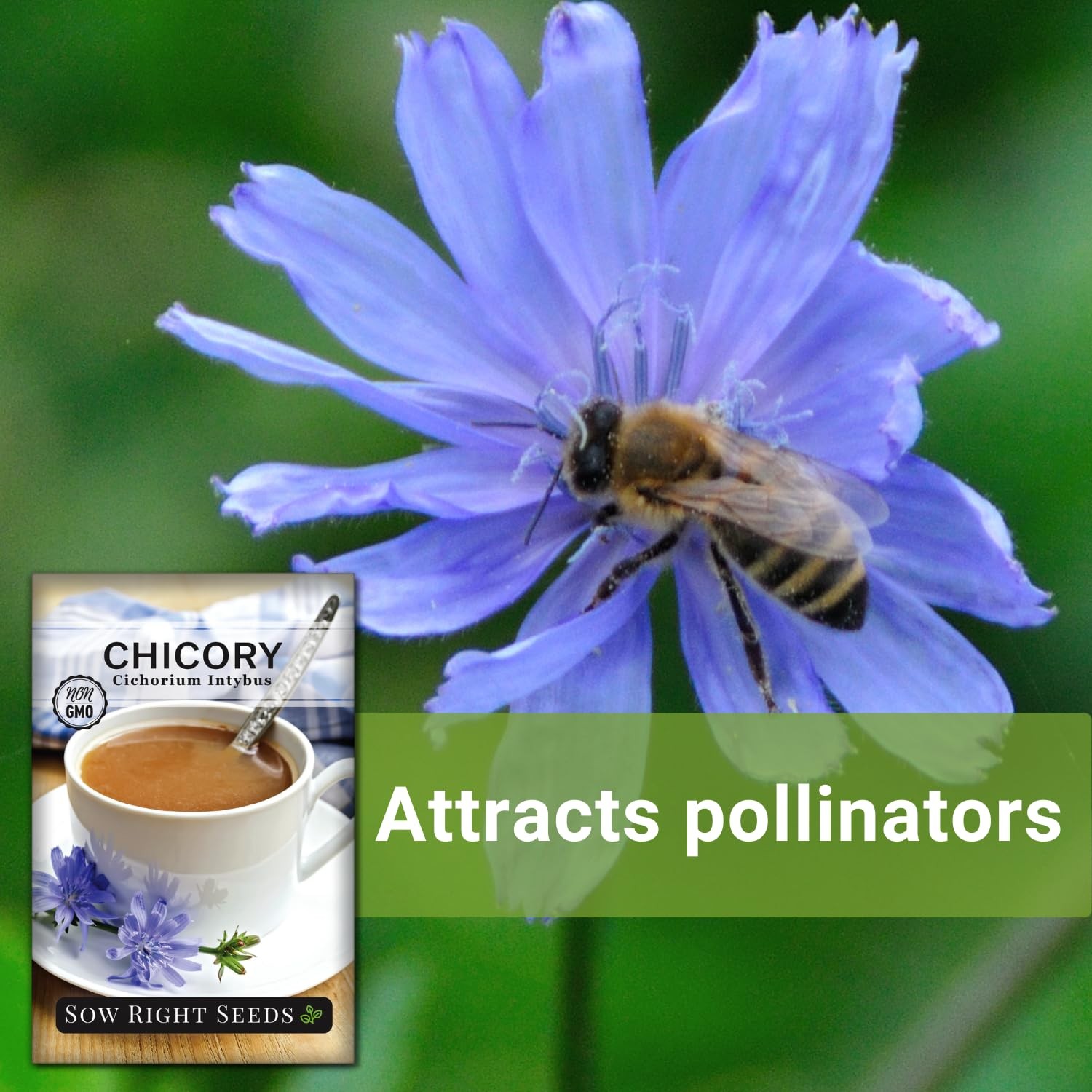 Chicory Seeds Non GMO Heirloom Garden Planting Blue Wildflower Edible Leaves Cof