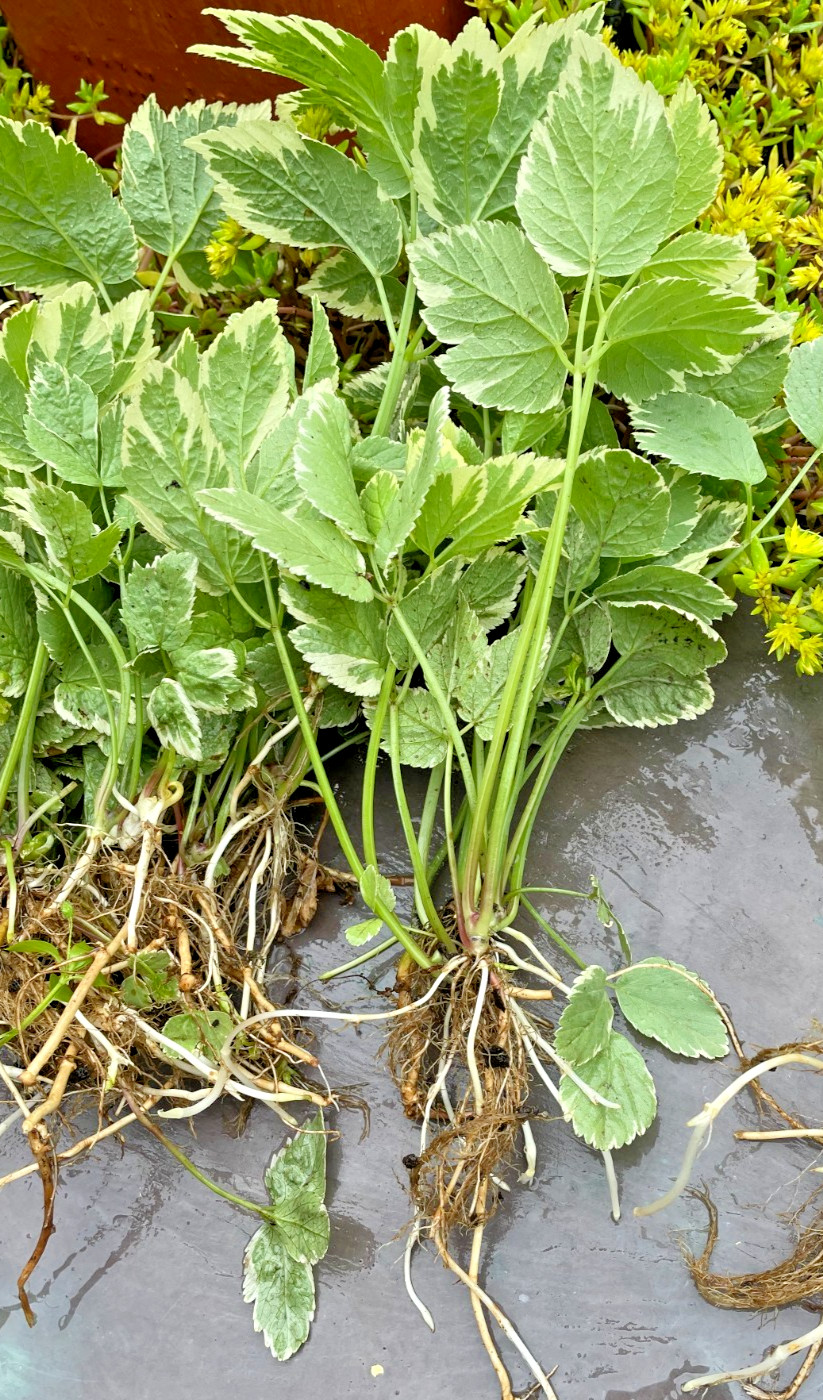 25 Snow On The Mountain Bare Roots perennial plants