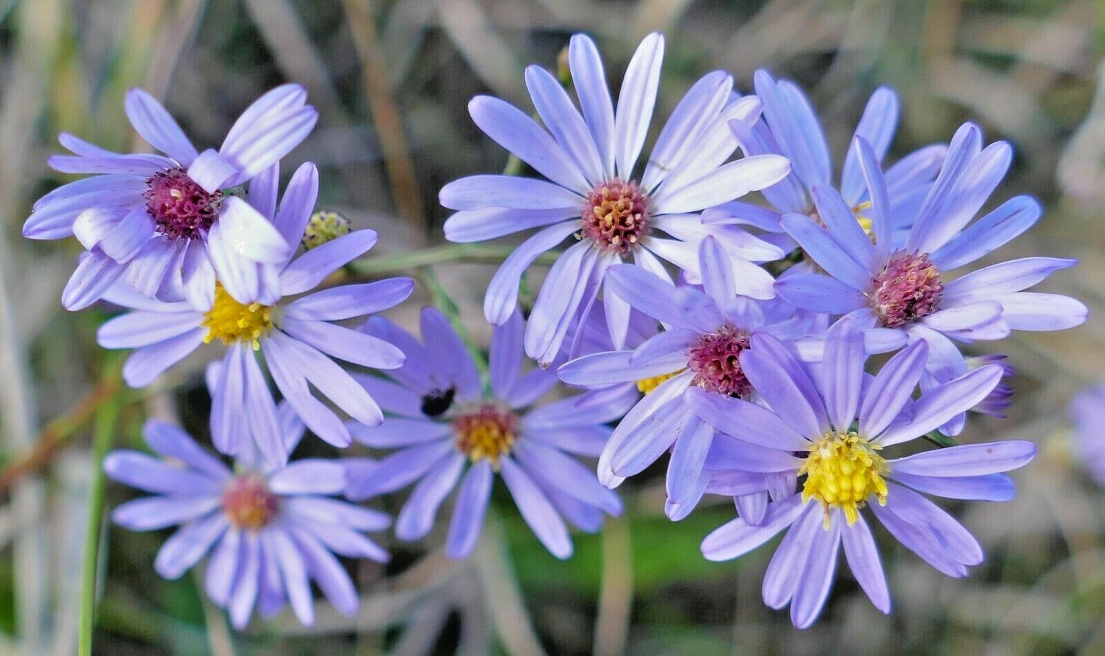 101+SMOOTH BLUE ASTER Seed Perennial Native Wildflower Summer Fall Flower Garden