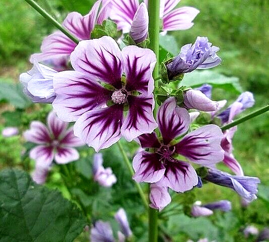 ZEBRA MALLOW 100 SEEDS, WHITE w/PURPLE, ZEBRA STRIPED FLOWERS, MALVA SYLVESTRIS