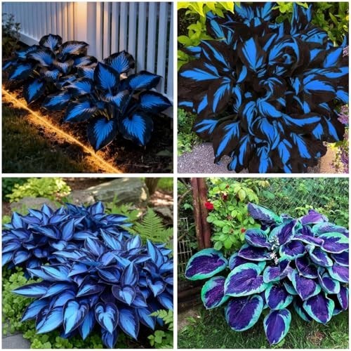Hosta Seeds Blue and Black (300+ Seeds),Hosta Seeds Blue Perennial for Planting
