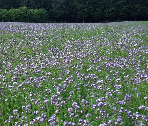 LACY PHACELIA Phacelia Tanacetifolia – 50,000 Bulk Seeds