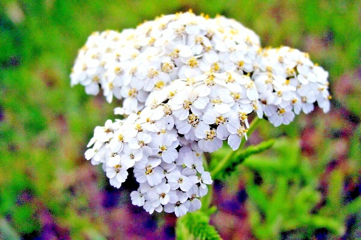 1001+WHITE YARROW Flower Seed Milfoil Perennial Native Wildflower Medicinal Herb