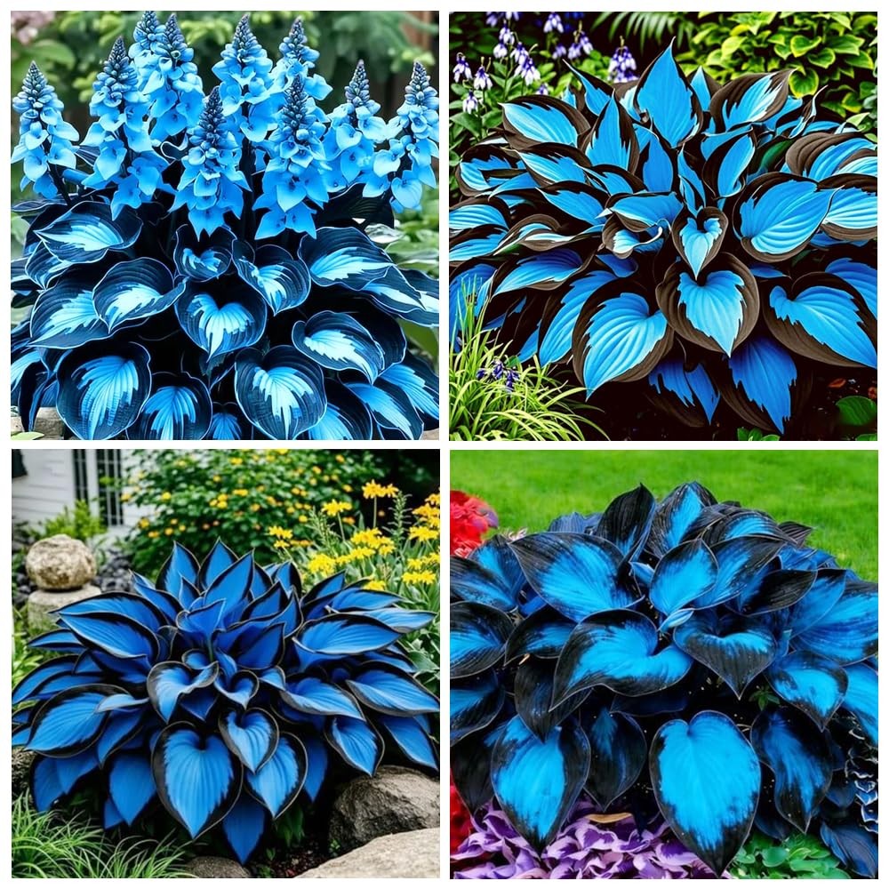 290+ USA PERMIUM Giant Hosta Seeds for Planting Indoor Outdoor-Non GMO Mixed