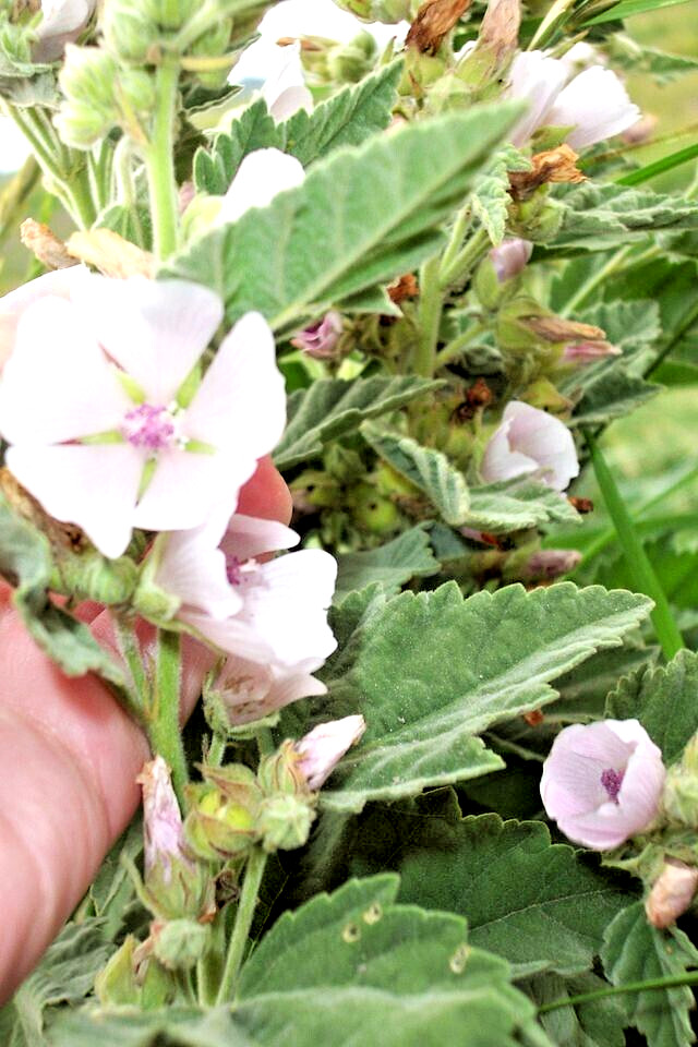 true Marshmallow 50 seeds. Georgius light pink flowers. Althaea officinalis.