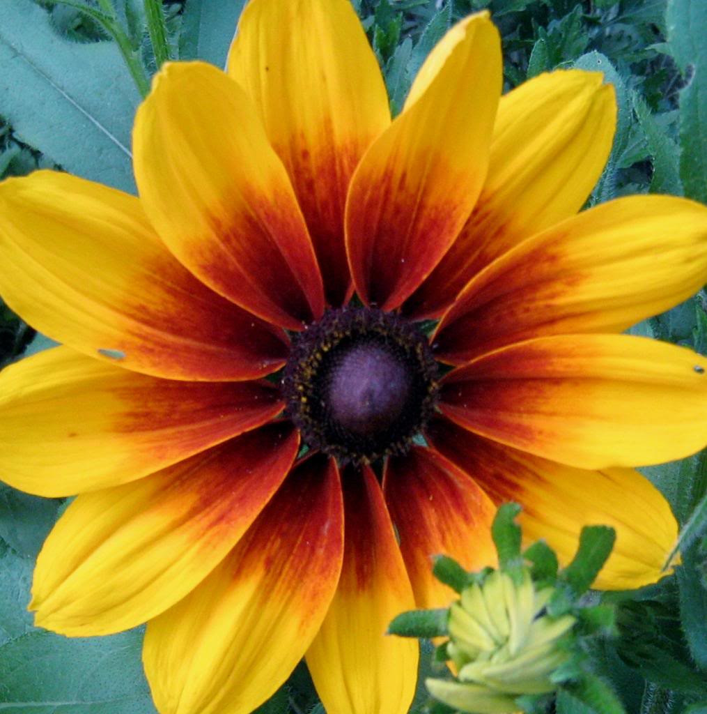 4000 GLORIOSA DAISY INDIAN SUMMER Rudbeckia Hirta Flower Seeds *Flat S/H