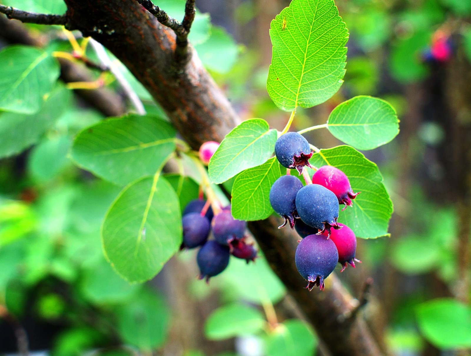 100+ Saskatoon Serviceberry Seeds for Planting – Amelanchier alnifolia Berry See