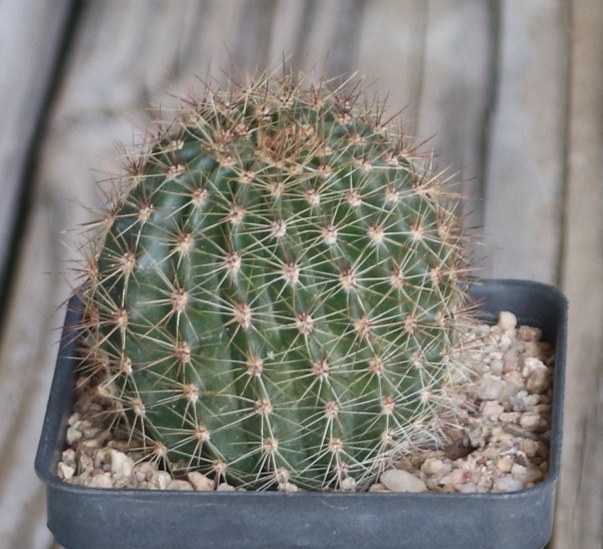 Echinopsis hybrid ‘Pink Glow’