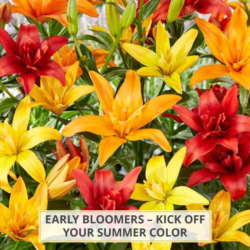 Asiatic Lily Bulbs Mixed Colors Perennial Fresh Dug Flowers 10 Pack Garden – US