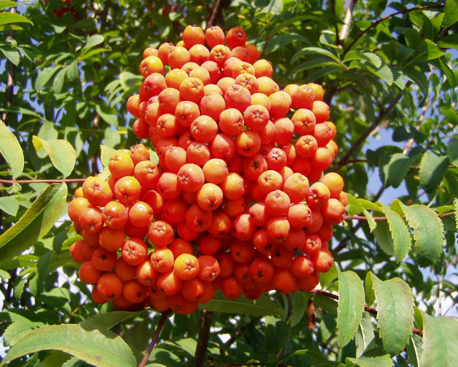 Rowan, (European Mountain Ash), Sorbus aucuparia, Tree Seeds (Fast, Fall Color)