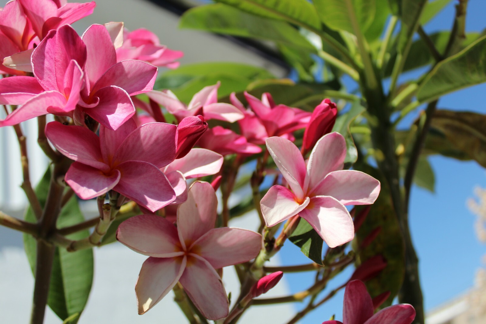 Plumeria Seeds 5 Count Florida Keys Sunset Pink With Orange Eye Franipangi