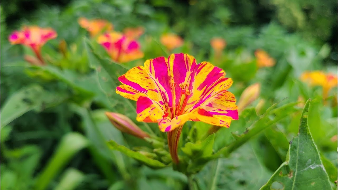 Broken Colors Four O’clock, *NEW Mirabilis Jalapa 25 Seeds Free Shipping!