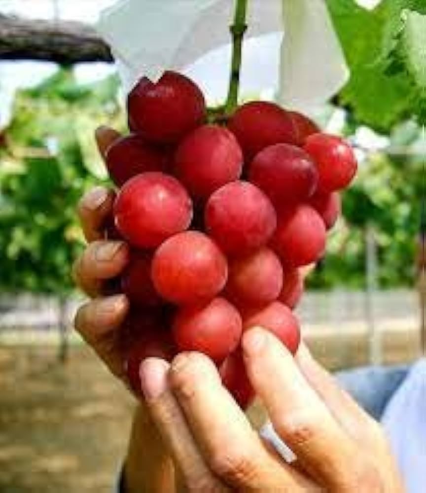 1 (One) of Live Plant of “WITCH FINGER” GRAPE rooted about 9-14″ tall