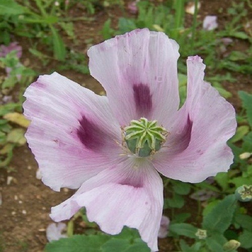20,000+ Untreated, Organic Tasmanian Papever Somniferum Poppy Seeds for Planting
